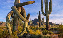 Saguaro cactus (Carnegiea gigantea) with twisted arms caused by freezing weather, in Sonoran Desert with flowering Brittlebush (Encelia farinosa). Cabeza Prieta National Wildlife Refuge, Arizona, USA....