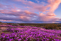 Sand verbena (Abronia villosa) flowering on Mohawk Dunes under stormy evening sky. Barry M Goldwater Air Force Range, Arizona, USA. March 2020.