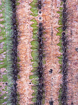 Saguaro cactus (Carnegiea gigantea), close up of stem weathered by harsh scalding sunlight. Cabeza Prieta National Wildlife Refuge, Arizona, USA. March.