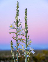 Desert lily (Hesperocallis undulata) at dawn. Barry M Goldwater Air Force Range, Arizona, USA. March.