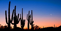 Saguaro (Carnegiea gigantea) cacti in Sonoran Desert, silhouetted in pre-dawn light. Cabeza Prieta National Wildlife Refuge, Arizona, USA. March 2020.