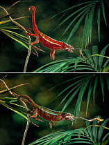 Panther chameleon (Chamaeleo pardalis) two pictures showing colour change.