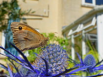 Meadow brown butterfly (Maniola jurtina) nectaring on Eryngium (Eryngium sp.) flowers in a suburban garden close to a house, Bradford-on-Avon, Wiltshire, UK, June. Property released.