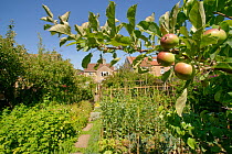 Organic suburban garden with a mix of fruit including Apples (Malus domestica) and Raspberries (Rubus idaeus), vegetables including Broad beans (Vicia faba), Lettuce (Lactuca sativa) and Cavalo neroe...