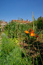 Organic suburban garden with a mix of vegetables including Broad beans (Vicia faba) and Lettuce (Lactuca sativa), fruit including Apples (Malus domestica), herbs including Rosemary (Rosmarinus officin...
