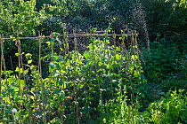 Row of French beans (Phaseolus vulgaris) and other vegetables being watered with a rotating sprinkler in an organic suburban garden with a mix of fruit, vegetables, cultivated and wild flowers, Bradfo...