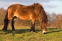 Exmoor pony, part of a conservation program using rare domestic breeds to graze on chalk grassland, Danebury Hill Fort, Hampshire, UK. January.