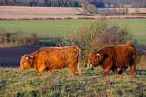 Highland cow, part of a conservation program using rare domestic breeds to graze on grassland, Danebury Hill Fort, Hampshire, UK. January.