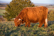Highland cow, part of a conservation program using rare domestic breeds to graze on grassland, Danebury Hill Fort, Hampshire, UK. January.