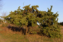 Ancient common juniper bush (Juniperus communis), Danebury Hill Fort, Hampshire, UK. January.