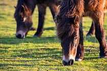 Exmoor ponies grazing, part of a conservation program using rare domestic breeds to graze on chalk grassland, Danebury Hill Fort, Hampshire, UK. January.