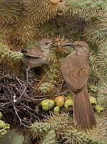 Curve-billed thrashers (Toxostoma curvirostre), adult feeding young on nest in cholla cactus, Arizona, USA. July.