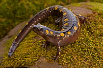Spotted salamander (Ambystoma maculatum), New York, USA, April.