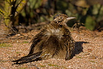 Greater roadrunner (Geococcyx californianus) sunbathing. On a cool morning they spread the feathers on their backs allowing the sun to strike the dark skin below. Arizona, USA, February.
