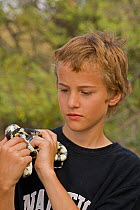 Boy holding Common Kingsnake (Lampropeltis getulus), Arizona , USA, Model released