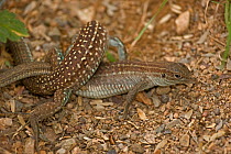 Sonoran spotted whiptail (Cnemidophorus sonorae), two females mating, the females will then produced eggs parthenogenetically. Arizona, USA, July.