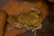 Couch&#39;s spadefoot toads (Scaphiopus couchii) mating, Arizona, USA.