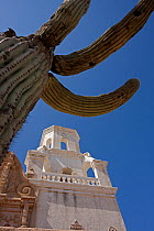 Mission San Xavier del Bac church tower with Saguaro cactus (Carnegia gigantea) against blue sky, Tohono O&#39;odham Reservation, near Tucson, Arizona, USA, August.