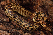 Pacific gopher snake (Pituophis melanoleucus catenifer), Captive, USA