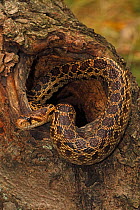 Pacific gopher snake (Pituophis melanoleucus catenifer), Captive, USA