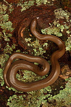 Northern rubber boa (Charina bottae) , Oregon, USA.