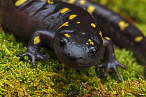 Spotted salamander (Ambystoma maculatum) New York, USA,