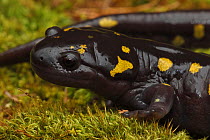 Spotted salamander (Ambystoma maculatum) New York, USA.