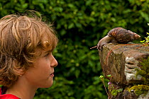 Boy observing Giant African land snail (Achatina fulica), England, UK. Captive. Model released