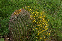 Desert vine (Janusia gracilis) with Fishhook barrel Cactus (Ferocactus wislizeni) Sonoran Desert, Arizona, USA. August.