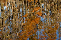 Reflection of Bald cypress trees (Taxodium distichum) in Swamp Water , Louisiana, USA, November.