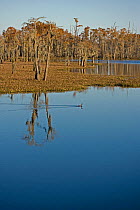 Bald Cypress Tree Swamp (Taxodium distichum) in Louisiana, USA, November.