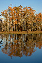 Bald Cypress trees with autumn reflections in swamp (Taxodium distichum), Louisiana, USA,