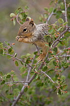 Rock squirrel (Spermophilus variegatus), feeding on serviceberry, Arizona, USA, June.