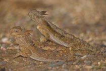 Regal horned lizards (Phrynosoma solare) mating, Sonoran Desert, Arizona, USA. July.