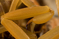 Bark scorpion (Centruroides exilicauda), close-up of telson / stinger, Arizona, USA, July.