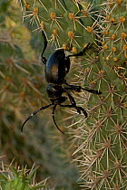 Long-horned cactus beetle (Moneilema gigas), feeding on cholla cactus, Arizona, USA, August.