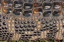 American aligator (Alligator mississippiensis), close up of skin, Louisiana, USA. November.