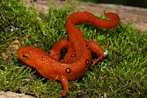 Red spotted newt eft / juvenile terrestrial stage (Notophthalmus viridescens viridescens) New York, USA