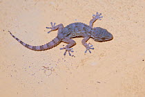 European common or Moorish gecko (Tarentola mauritanica), Parque Natural Sierra de Andujar, Andalucia, Spain. January.
