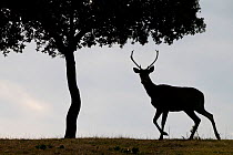 Red deer stag (Cervus elaphus) and a Holm oak tree (Quercus ilex) silhouetted Parque Natural Sierra de Andujar, Andalucia, Spain. January.