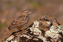 Thekla&#39;s lark (Galerida theklae) with crest down on lichen-covered rock, Parque Natural Sierra de Andujar, Andalucia, Spain. January.