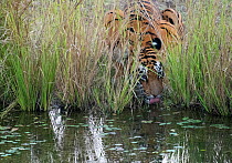 Tigress drinking water (Panthera tigris tigris) hidden in long grass, Tadoba National Park and Tiger Reserve, Maharashtra, India. March.