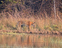 Tigress (Panthera tigris tigris) walking in long grass along a river - Tadoba National Park and Tiger Reserve, Maharashtra, India. March.