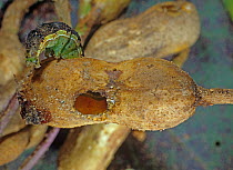 Cotton bollworm / fruitworm (Helicoverpa spp.) larva feeding on and damaging a peanut / groundnut (Arachis hypogea) kernel, North Carolina, October