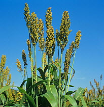 Maturing crop of Sorghum / Great millet (Sorghum bicolor) ears and leaves of a large plant in crop Tennessee, USA, October