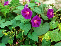 Purple morning glory (Ipomoea purpurea) flowering, a broad leaved weed, North Carolina, USA, October