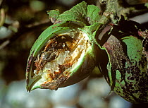 Cotton boll severely damaged by a boll weevil (Anthonomus grandis) larva, Mississipi, USA, October