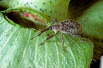 Boll weevil (Anthonomus grandis) adult weevil on a damaged unopened cotton boll and square, Mississipi, USA, October
