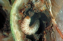 Cotton boll weevil (Anthonomus grandis) pest larva in a damaged unripe cotton boll, Mississipi, USA, October