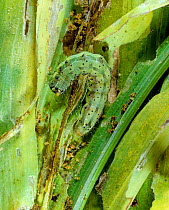 Cotton bollworm / Tomato fruitworm (Helicoverpa zea) caterpillar feeding on young maize foliage, North Carolina, USA, October